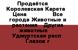 Продаётся!     Королевская Карета › Цена ­ 300 000 - Все города Животные и растения » Другие животные   . Удмуртская респ.,Глазов г.